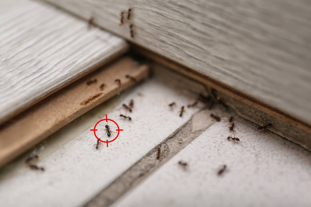 Best Exterminator Services  in South San Jose Hills, CA