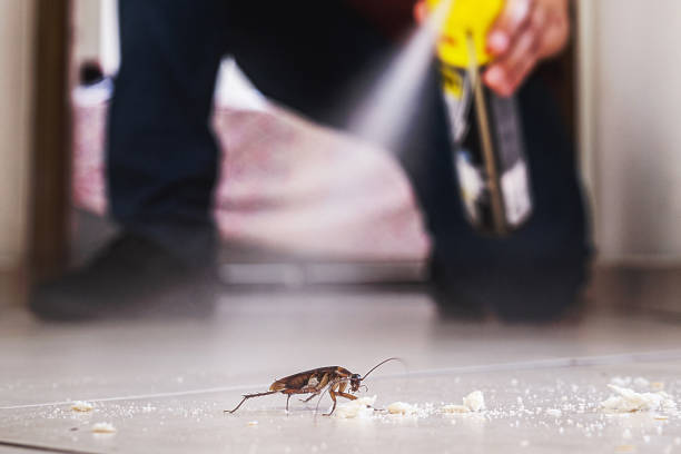 Best Spider Control Near Me  in South San Jose Hills, CA