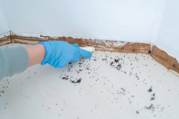 Best Mosquito Control Services  in South San Jose Hills, CA